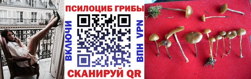 где купить Краснообск Псилоцибиновые грибы GOLDEN TEACHER